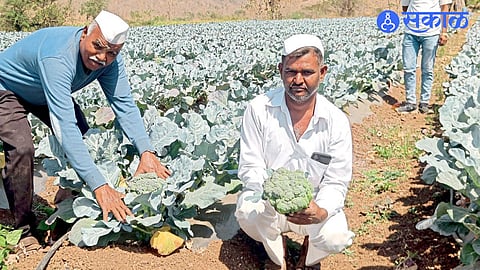 shivaji ghanwat with Broccoli farm