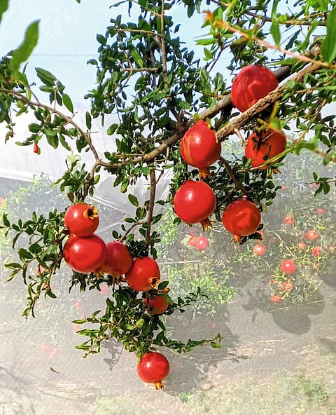 मंगल ढोक यांची यशोगाथा