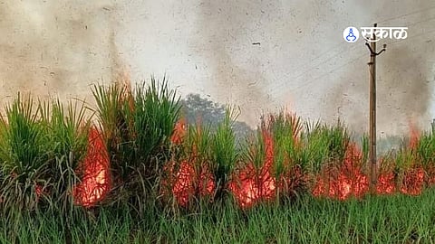 Burnt sugarcane fields