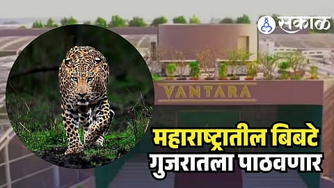 Maharashtra Leopard Transfer