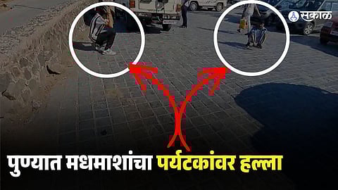 Bees Attack Tourists at Sinhagad Fort Pune