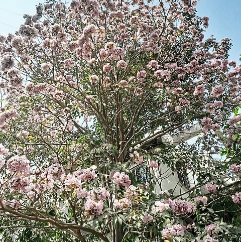 विविध फुलांचा बहर (फोटो फिचर)