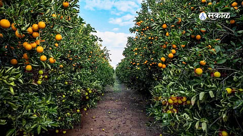 Oranges farming