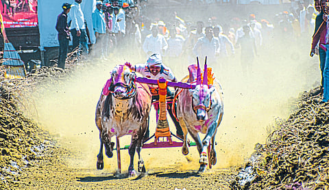 वेहरगाव येथे भव्य बैलगाडा छकडी स्पर्धेचा थरार