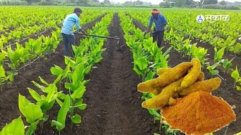 Turmuric Haresting Trouble