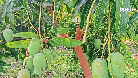 Jalna Farmers shifts to Horticulture