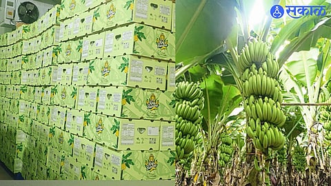 Export Disruption Due to Israel–Iran Conflict Hits Banana Farmers Hard