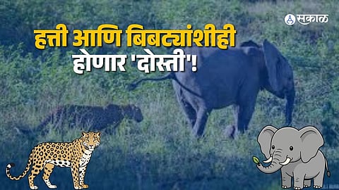 Pilibhit Tiger Project Expands to Elephant and Leopard Protection