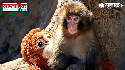 Punch macaque monkey doll mother