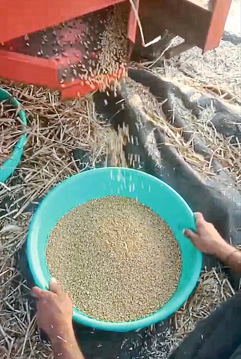 चिंचोलीच्या जाधव मळ्यात आठ गुंठ्यांत चारशे किलो गहू