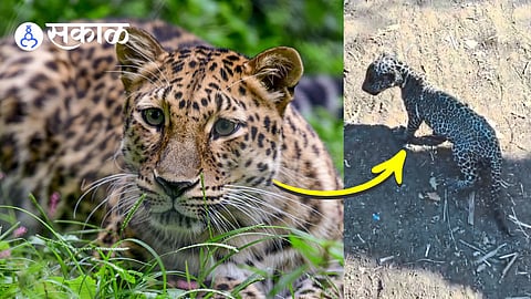 taloda forest department leopard rescue