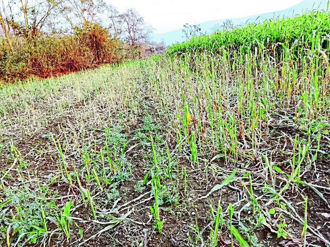 घोटावडे परिसरात मोकाट जनावरांचा धुमाकूळ