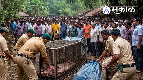 why leopard attacks increase in maharashtra