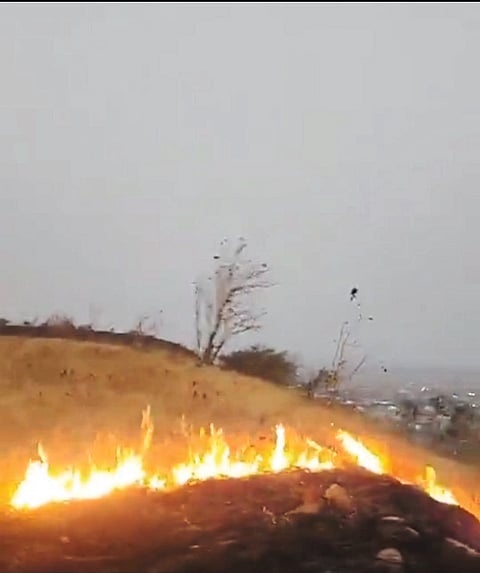 बकोरी देवराई वनराई प्रकल्प वणव्यांमुळे धोक्यात