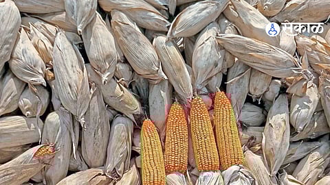 Jalna Maize Farmers Crises