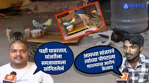 Cat Dispute Between Neighbours Turns Violent in Pune