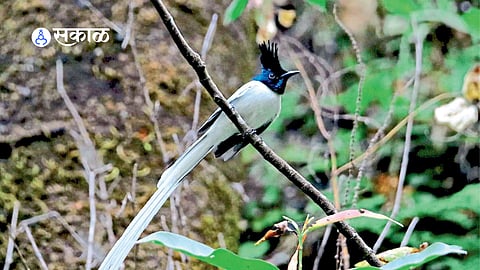 A rare Indian Paradise Flycatcher