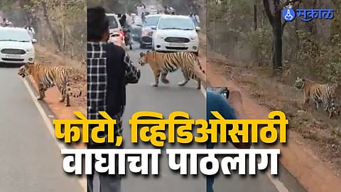 Tourists Chase Tiger in Tadoba