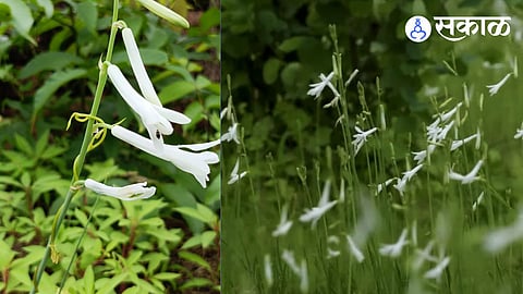 konkan dipcadi Flower