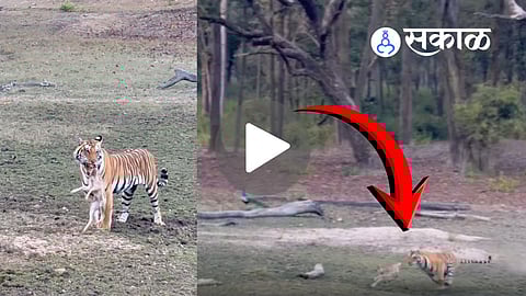 Deer Fawn Becomes Victim of Predator