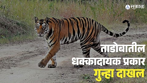 Tadoba Tiger Viral Video