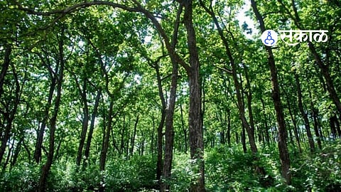 Beed Forest Department News