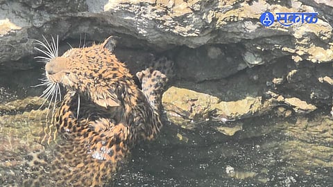 Leopard Rescued from Farm Well in Mahur