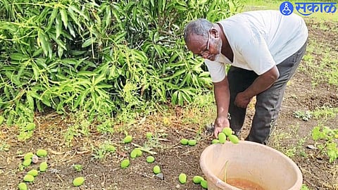 Farmers Hit Hard: Sudden Rain and Intense Hailstorm Damage Orchards