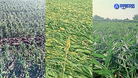crop damage