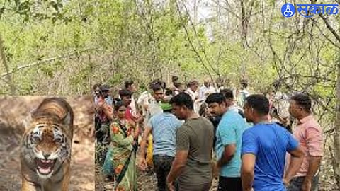 Tragedy in Bampevda: Tiger Mauls Man Gathering Moh Flowers