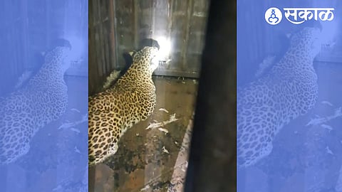 Leopard Caught