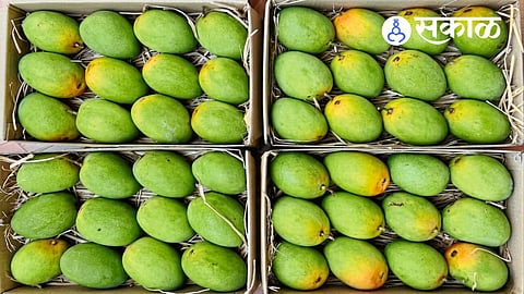Ratnagiri Alphonso mango price today in Mumbai