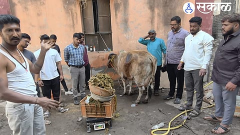 49 kg of Plastic Removed from Cows Stomach During Surgery