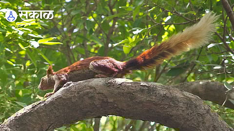 Shekaru Sighting Rajapur Ratnagiri