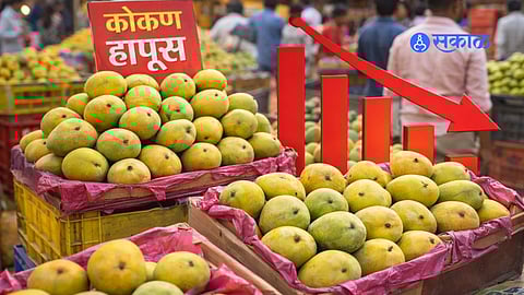 Fresh Alphonso mangoes being sorted