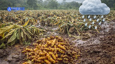 unexpected rain in farm fields.