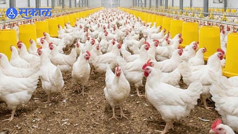 Broiler Live Chicken