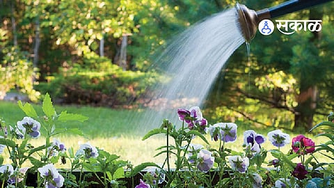 Plant Care in Summer