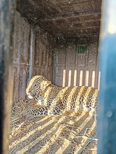 आंधळगावला पिंजऱ्यात 
अखेर बिबट्या जेरबंद