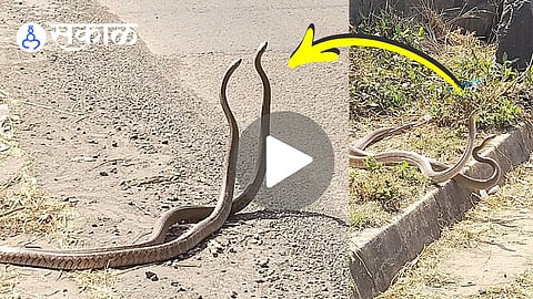 rare dhaman snake mating in satara