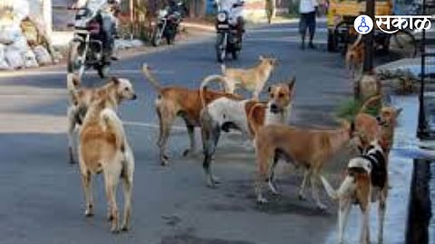 Dog Mauling Incident in Khed Taluka Leaves Woman Seriously Hurt