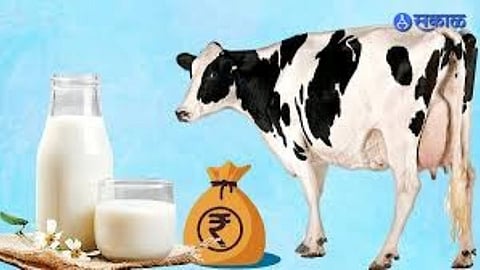 Small milk producers in Solapur express concern over mandatory licensing rules aimed at curbing adulteration.
