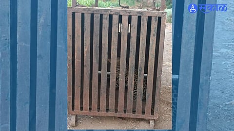 Forest Officials Capture Leopard in Santwadi, Panic Ends in Area