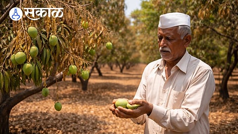 why mango production is decreasing in ratnagiri