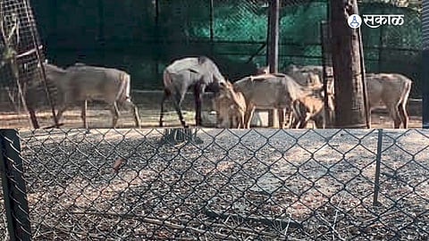 Maharajbagh Zoo