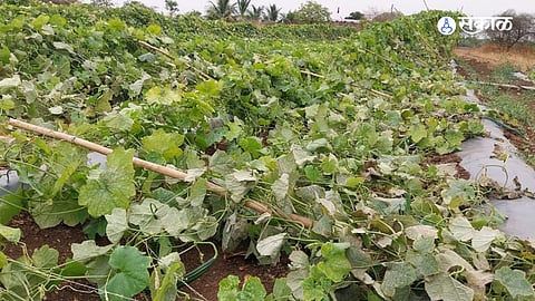 Administrative Negligence Over Unseasonal Rain Damage