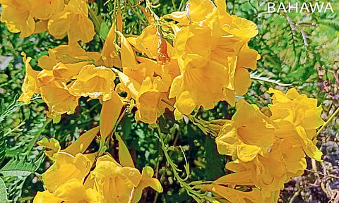 खेडमध्ये सह्याद्रीच्या डोंगररांगांत ‘फुलोत्सव’