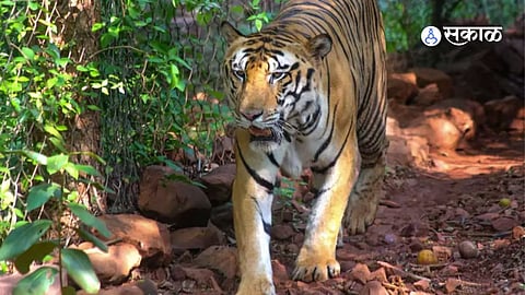 Chandrapur Tiger Attack