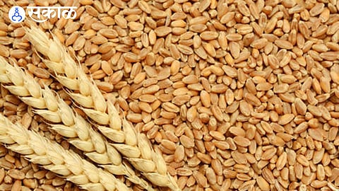 Wheat