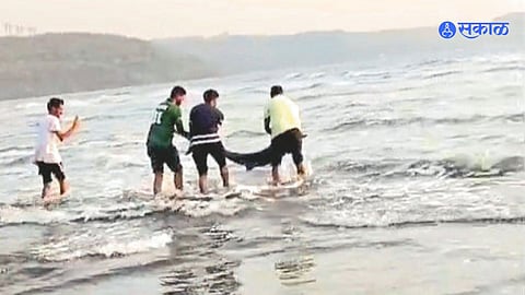 Dabhol beach dolphin rescue